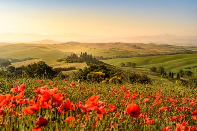 Magnifique paysage de Toscane avec un champ de coquelicots