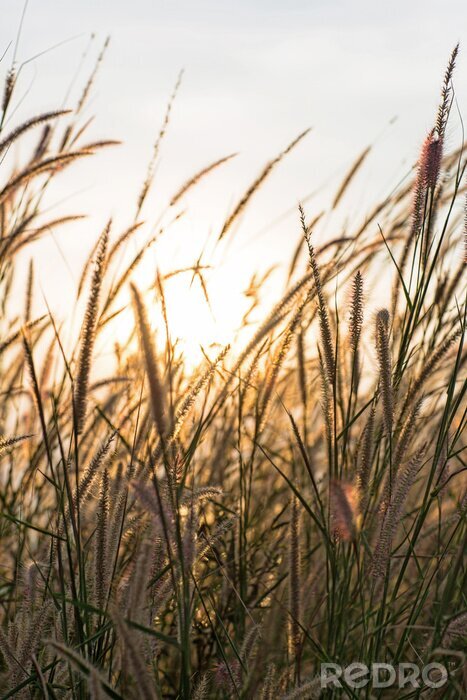 Poster  Magnifique paysage du champ de la plume dans la silhouette du coucher du soleil du soir. concept de sentiment serein. atmosphère de paysage de campagne. image pour le fond, le papier peint et l'espace