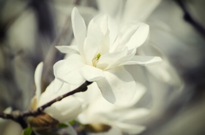 Magnolia blanc sur une brindille