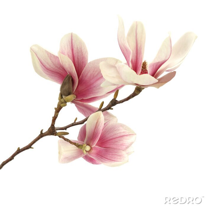 Poster  Magnolia et branche marron