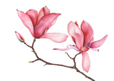Poster  Magnolia isolé sur une brindille sans feuilles