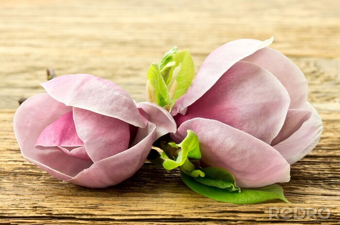 Poster  Magnolia rose sur le bois