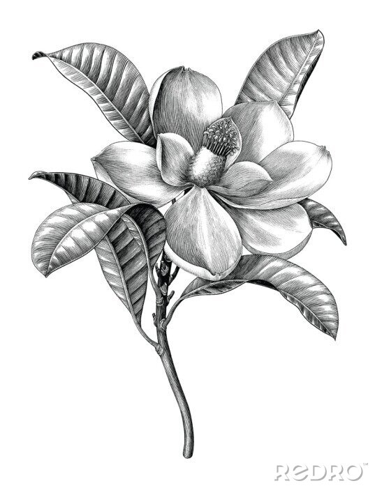 Poster  Magnolia sur fond blanc dessiné en noir et blanc