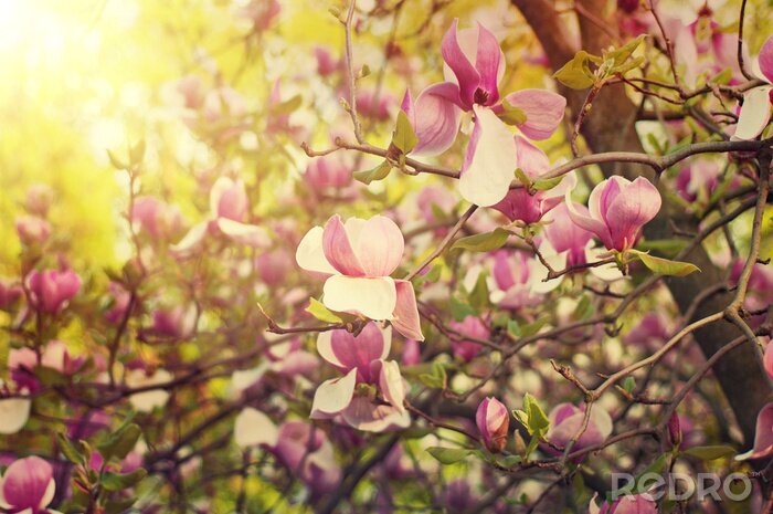 Poster  Magnolia sur l'arbuste