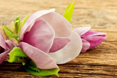 Magnolia sur le bois