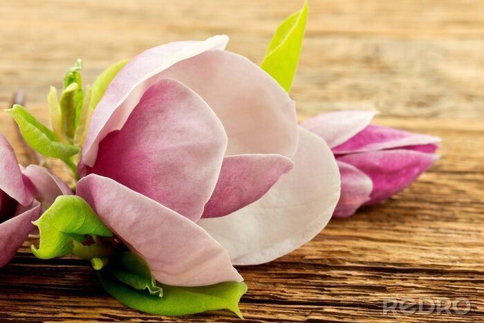 Poster  Magnolia sur le bois