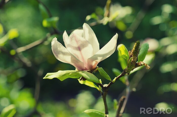 Poster  Magnolia sur une brindille