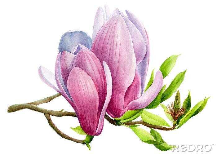 Poster  Magnolias bourgeons du matin fermés