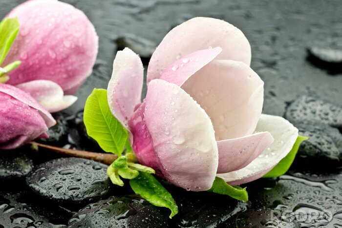 Poster  Magnolias et pierre SPA