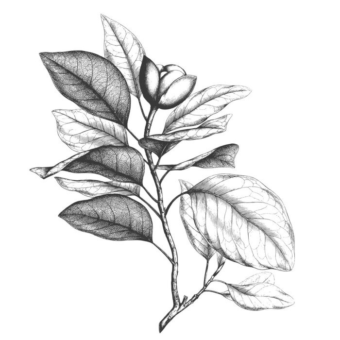 Poster  Magnolias ombragés au crayon