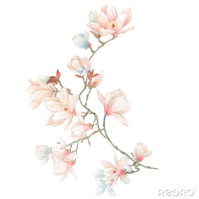 Poster  Magnolias sur une branche d'un buisson en fleurs