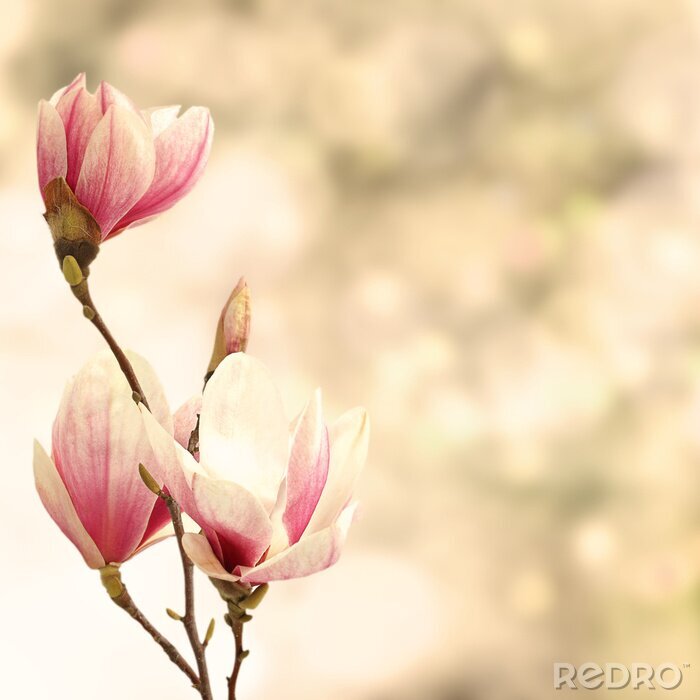 Poster  Magnolias tendance sur un fond beige