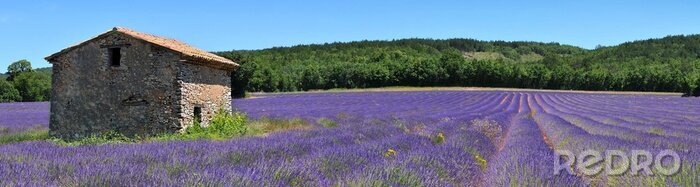 Poster  Maison ancienne et champ de lavande