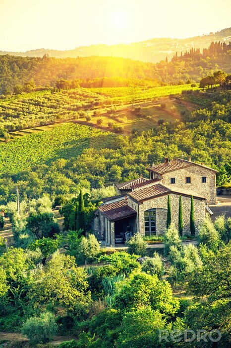 Poster  Maison avec vignoble en Toscane