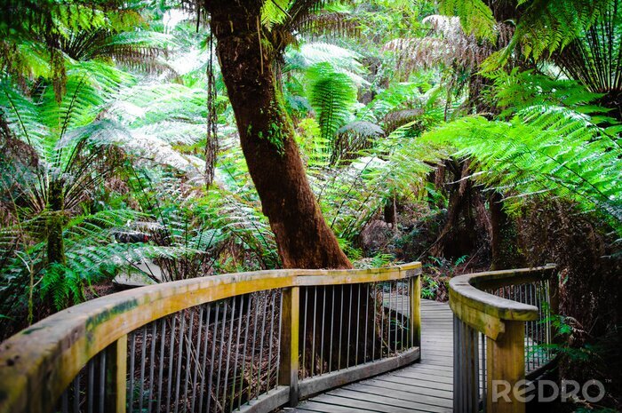 Poster  Maits Reste Rainforest Trail sur la Great Ocean Road, l'Australie