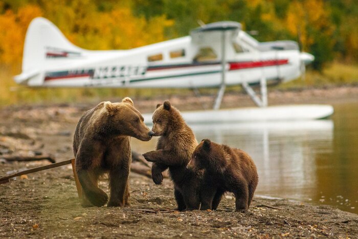 Poster  Mama bear walking with her two cubs on the beach of Naknak lake, Alaska