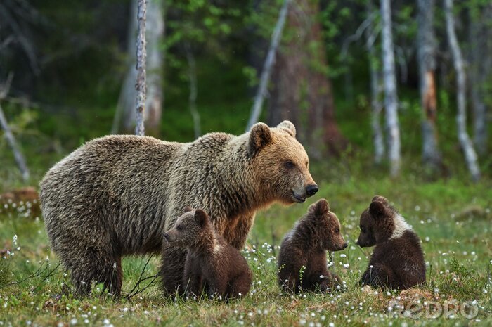 Poster  Maman ours avec ses enfants