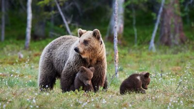 Maman ours et ses trois petits chiots