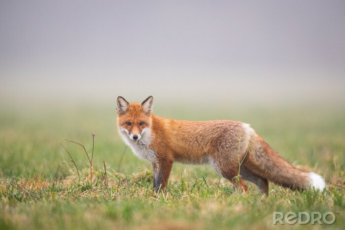 Poster  Mammals - European Red Fox (Vulpes vulpes)