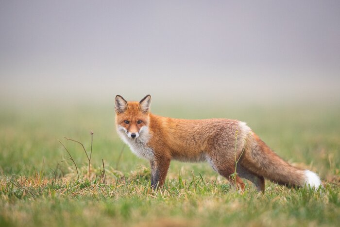 Poster  Mammals - European Red Fox (Vulpes vulpes)