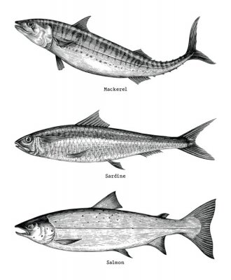 Poster  Maquereau, Sardine, poisson saumon dessin main illustration de gravure vintage