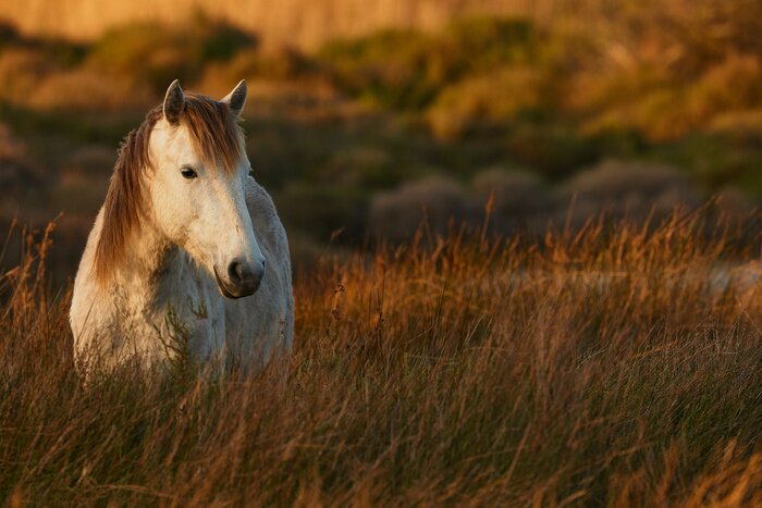 Poster  Mare dans les hautes herbes