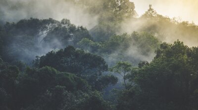 Matin brumeux dans une forêt tropicale mystérieuse
