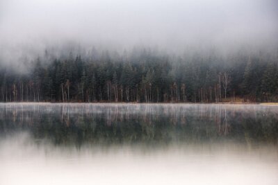Matin brumeux. réflexions de lac de forêt