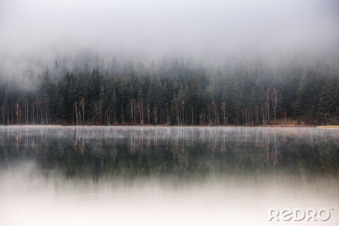 Poster  Matin brumeux. réflexions de lac de forêt