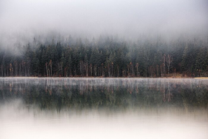 Poster  Matin brumeux. réflexions de lac de forêt