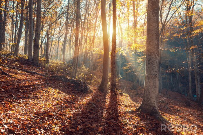 Poster  Matin dans une forêt d'automne