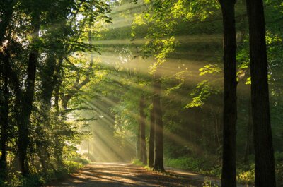 Poster  Matin ensoleillé dans un paysage forestier vert