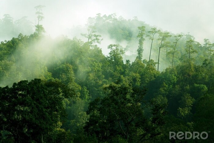 Poster  Matin sous les tropiques