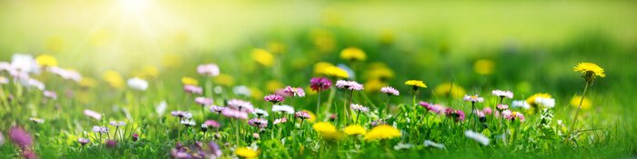 Poster  Meadow with lots of white and pink spring daisy flowers and yellow dandelions in sunny day