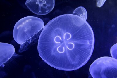 Méduses dans les profondeurs de la mer