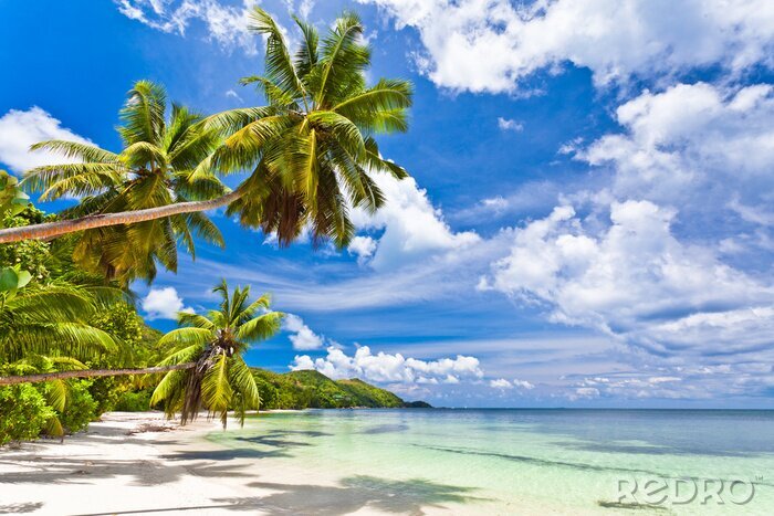 Poster  Mer et palmiers aux Seychelles