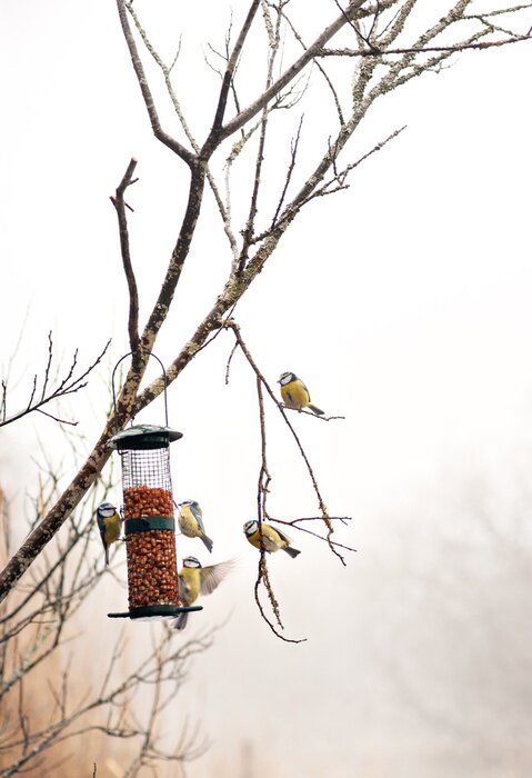 Poster  Mésanges à la mangeoire