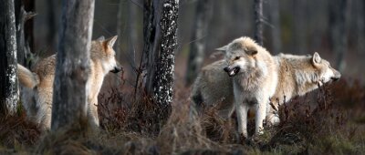 Poster  Meute de loups dans la forêt