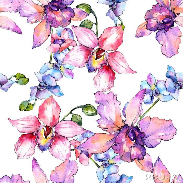 Poster  Modèle de fleur d'orchidée fleurs sauvages dans un style aquarelle. Nom complet de la plante: orchidée colorée. Aquarelle fleur sauvage pour le fond, la texture, le motif de l'enveloppe, le cadre ou l