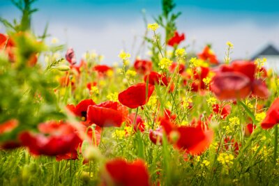Poster  Mohnblumen - Le champ de pavot