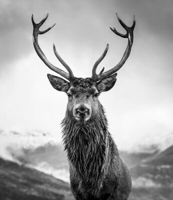 Poster  Monarch of the Glen