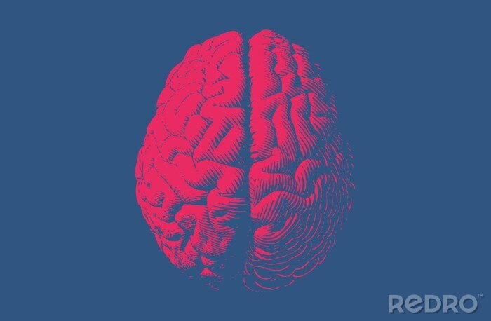 Poster  Monochrome dessin style vintage cerveau