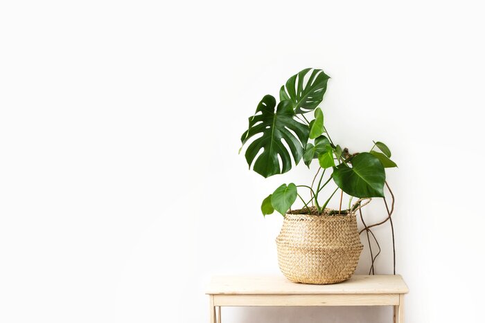 Poster  Monstera dans un pot tressé