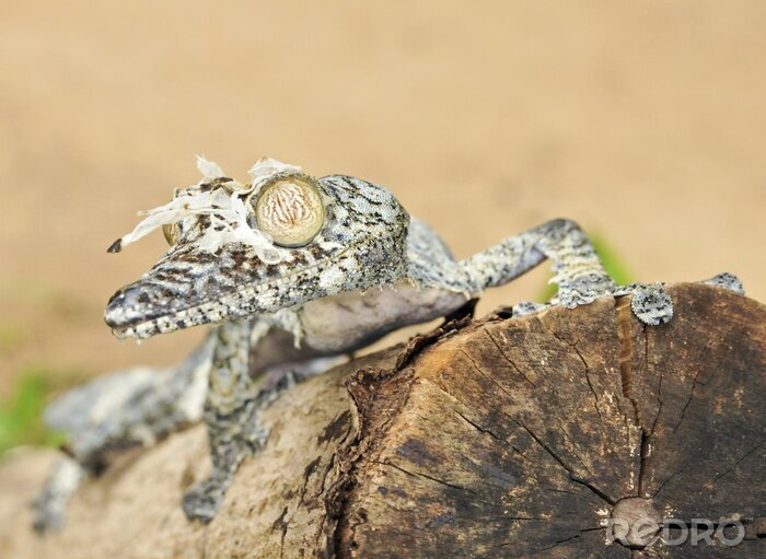 Poster  Mossy gecko à queue feuillue (Uroplatus sikorae) camouflée sur une tre