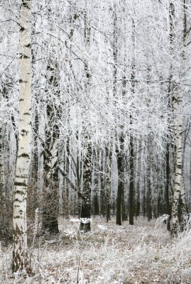 Motif de forêt de bouleaux noir et blanc