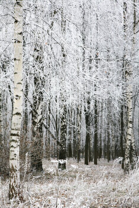 Poster  Motif de forêt de bouleaux noir et blanc