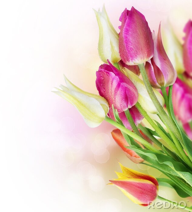 Poster  Motif fleurs de printemps