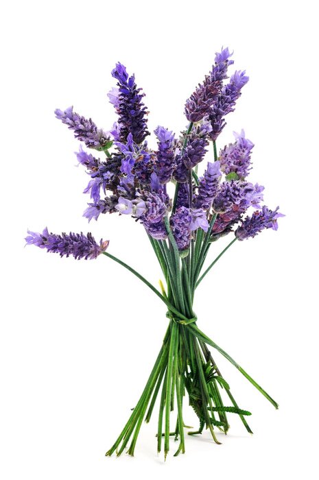 Poster  Motif lavande dans le bouquet