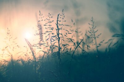 Motif naturel avec coucher de soleil