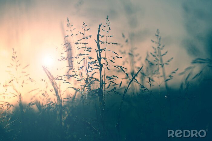 Poster  Motif naturel avec coucher de soleil